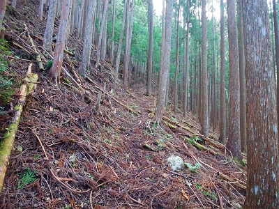 最初は植林地帯のつづら折れの道をじゃんじゃん登っていく。ここはそんなにしんどくなかった