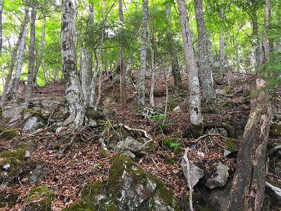 標高1200m付近から植林地が終わって岩が現れますが、これらの岩、浮石が多く落石しまくりでした